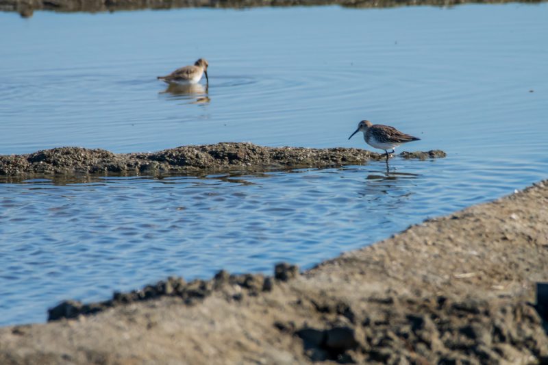 Bécasseaux variables